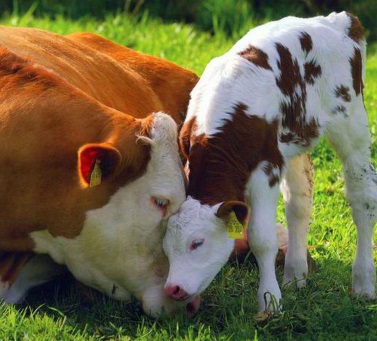 корова и телёнок