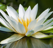 Cleaning technicians in Hatha yoga. Shatkarma