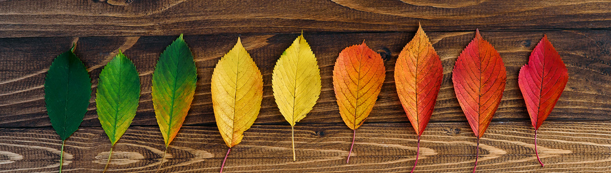 What is reincarnation?