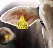 WHAT? This Meat Company is a Worse Water Polluter Than ExxonMobil