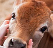 Fighting for our brethren